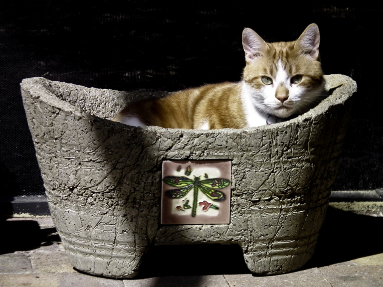 Cat in a planter